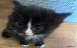 Mixed Breed cats for sale: Beautiful long haired kittens - Image 8