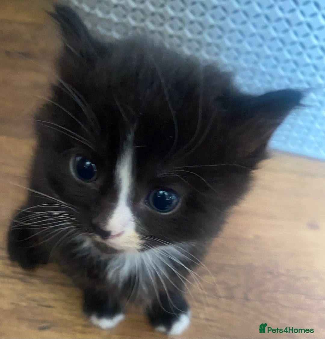 Mixed Breed cats for sale: Beautiful long haired kittens - Image 8
