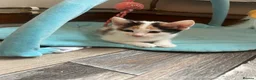 Mixed Breed cats for sale: 4 mixed breed Calico babies ready today - Advert 6