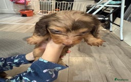 Miniature Dachshund dogs for sale: Miniature long haired dachshund  - Image 6