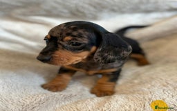 Miniature Dachshund dogs for sale: Adorable Miniature Dachshund Puppies - Image 31