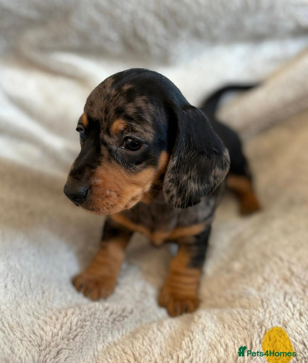 Miniature Dachshund dogs for sale: Adorable Miniature Dachshund Puppies - Image 31