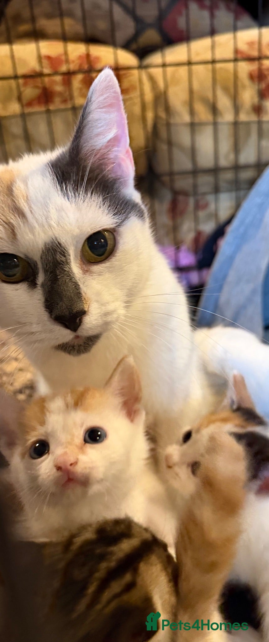 Mixed Breed cats Beautiful kittens - Advert 2