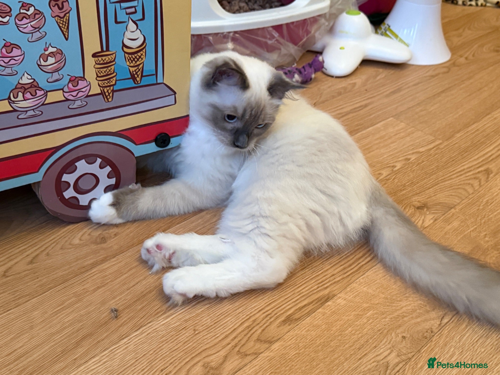 Ragdoll cats GCCF Registered Ragdoll Kittens - Advert 2