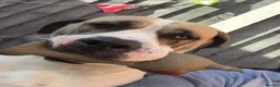 Mixed Breed dogs for sale: 1 reverse brindle mixed mastiff boy  - Advert 12