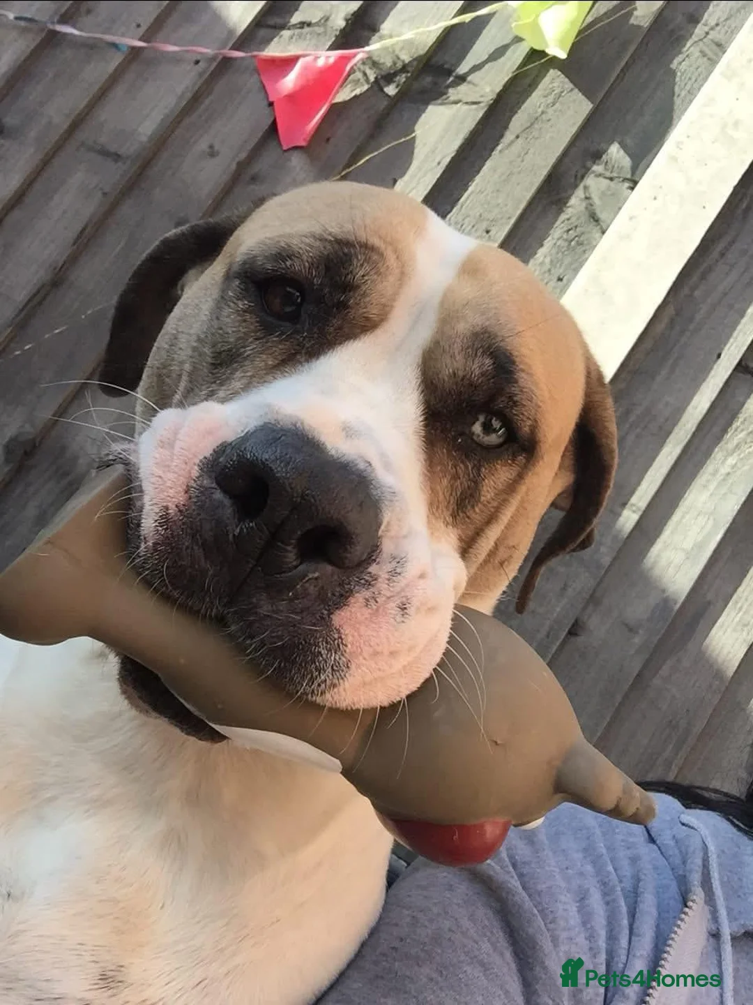 Mixed Breed dogs for sale: 1 reverse brindle mixed mastiff boy  - Advert 12
