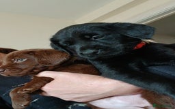Labrador Retriever dogs for sale: **REDUCED** LAST GIRL PUPPY** - Image 8
