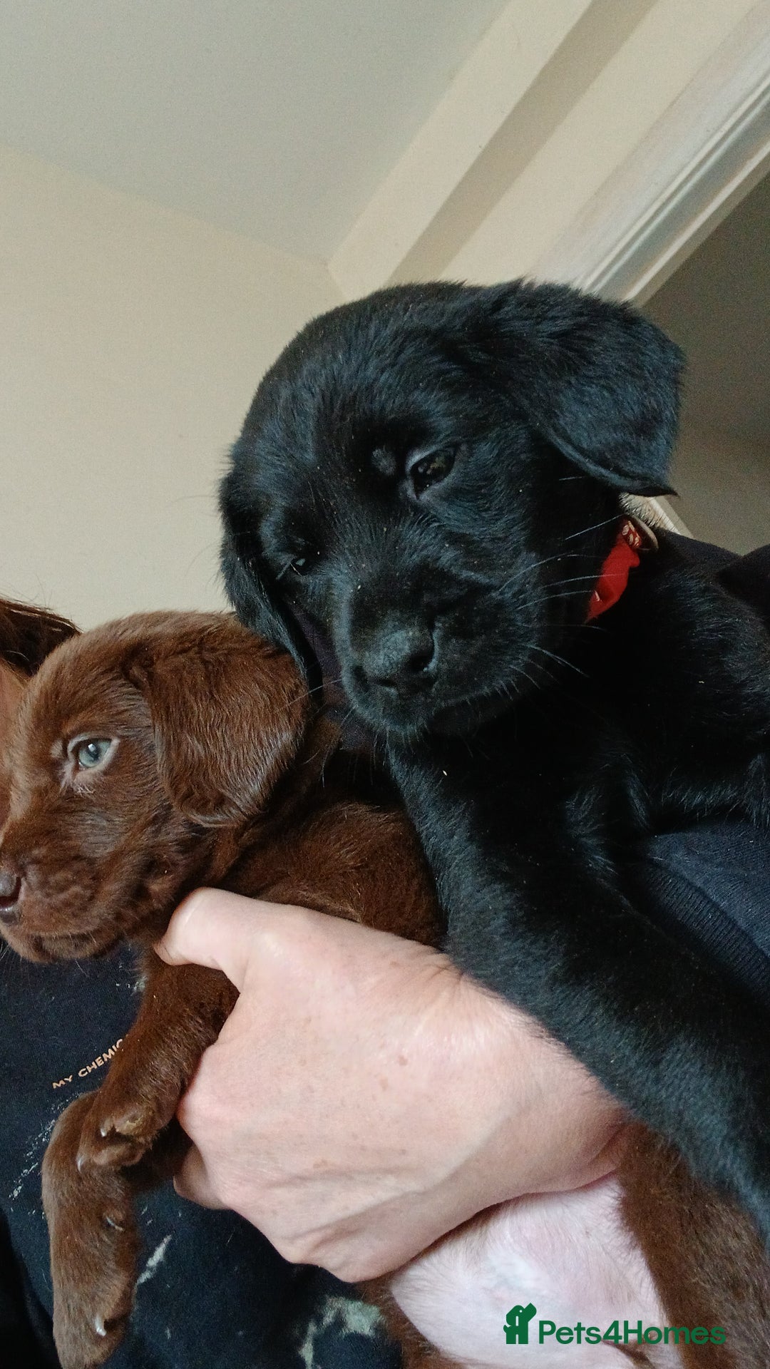 Labrador Retriever dogs for sale: **REDUCED** LAST GIRL PUPPY** - Image 8