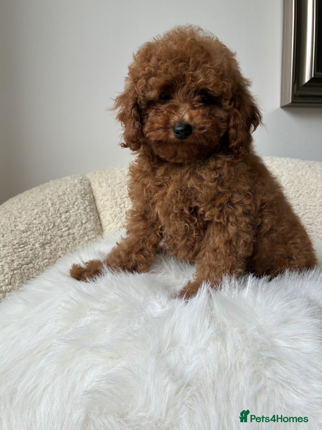 Cockapoo dogs for sale: Beautiful Toy Poodles Pups  - Image 6