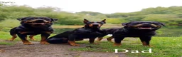 Rottweiler dogs for sale: KC Registered Rottweiler Puppies - Advert 15