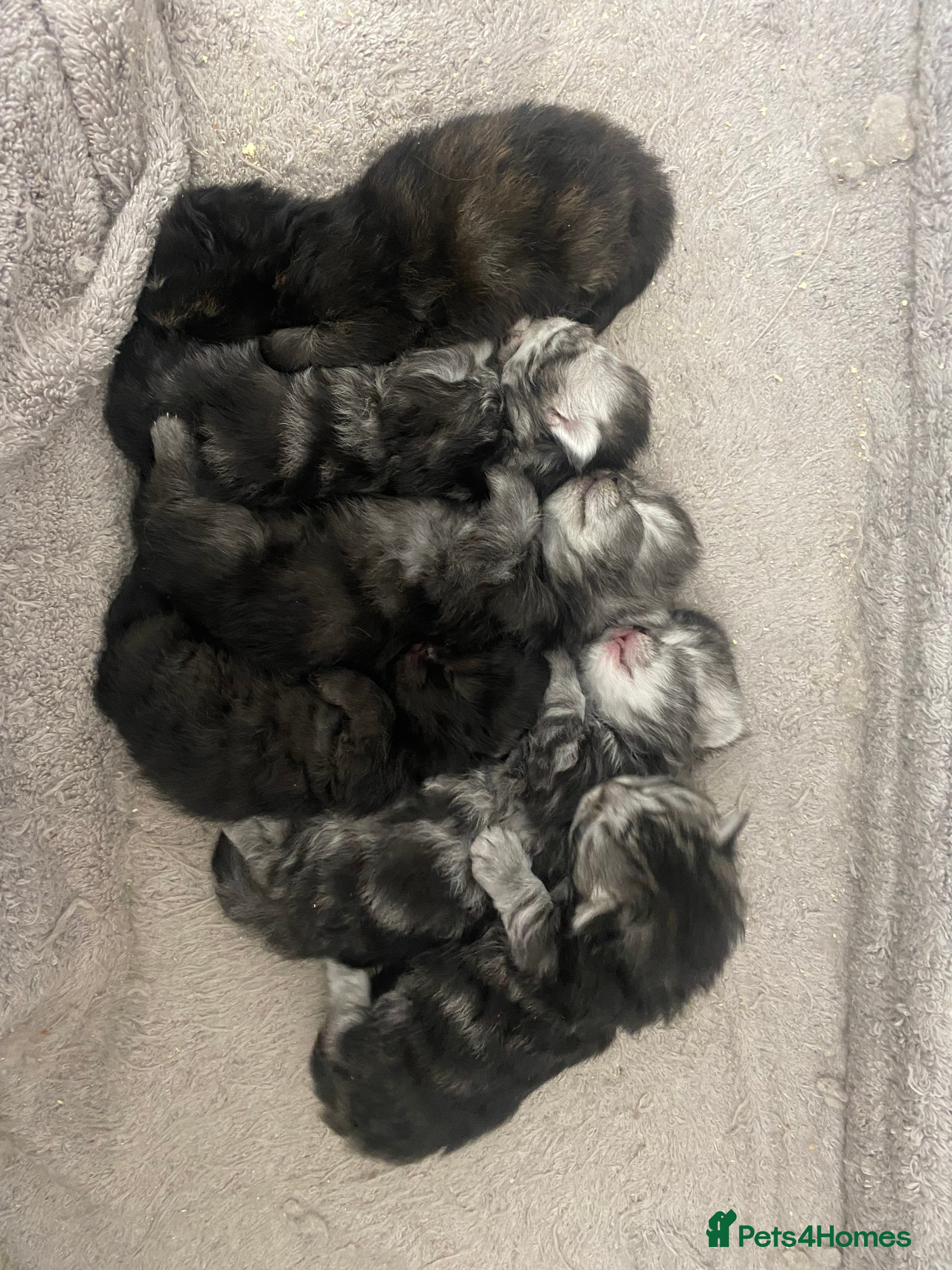 Persian cats 🐱🍓🩶persian kittens🩶🍓🐱 - Advert 8