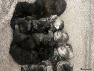 Persian cats Pure persian kittens - Advert 15