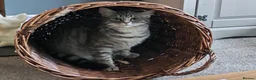 Mixed Breed cats for sale: Silver and black kittens  - Advert 1