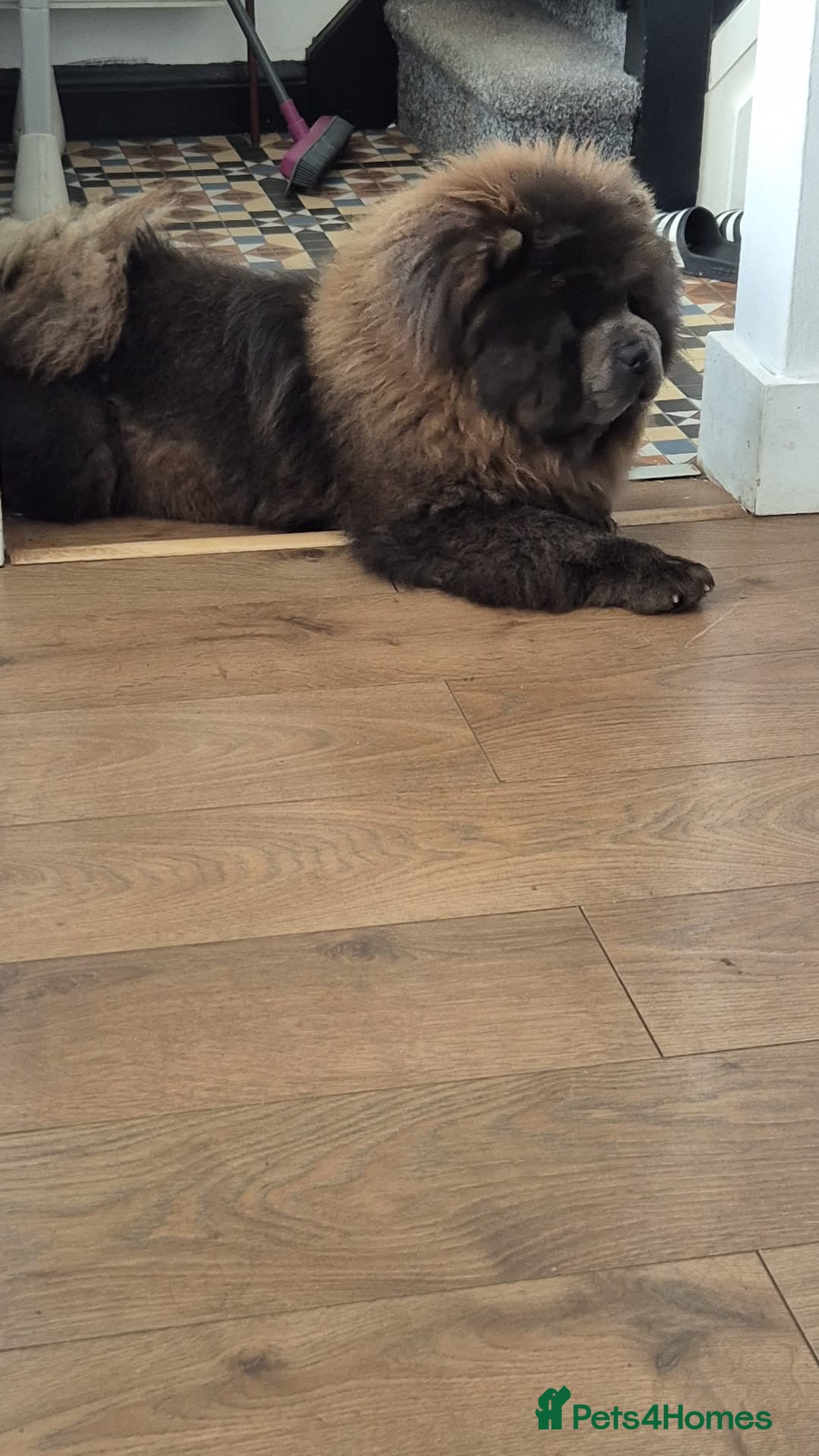 Chow Chow dogs Chow Chow (Blue) - Advert 1