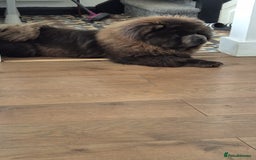 Chow Chow dogs for sale: Chow Chow (Blue) - Advert 1