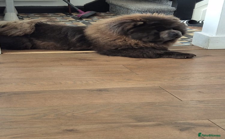 Chow Chow dogs Chow Chow (Blue) - Advert 1