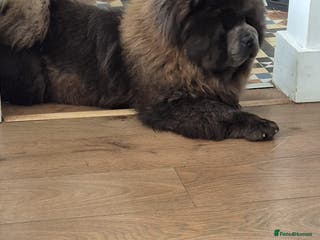 Chow Chow dogs Chow Chow (Blue) - Advert 4