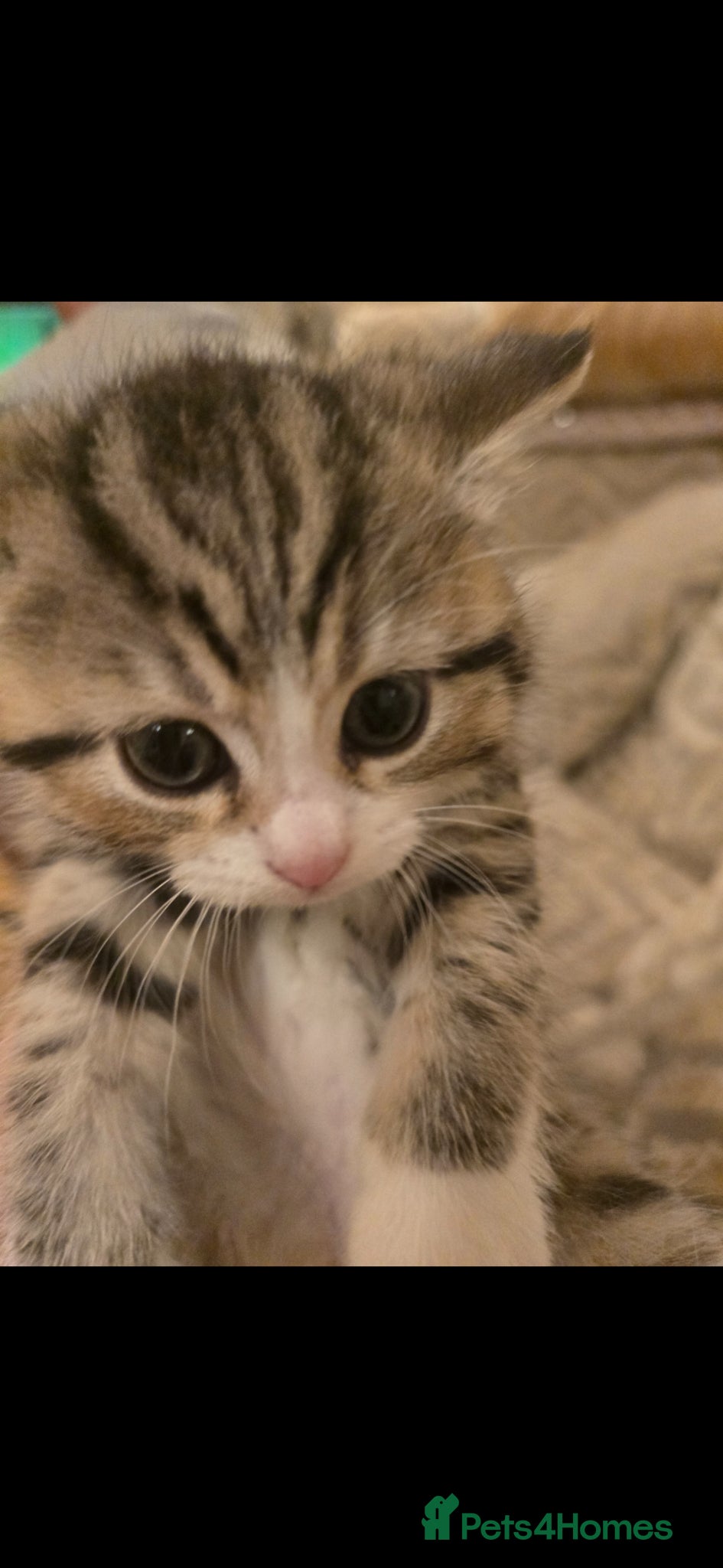 Siberian cats 3 Cross siberian kittens for sale - Advert 1