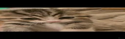Siberian cats for sale: 3 Cross siberian kittens for sale in Bracknell - Advert 1