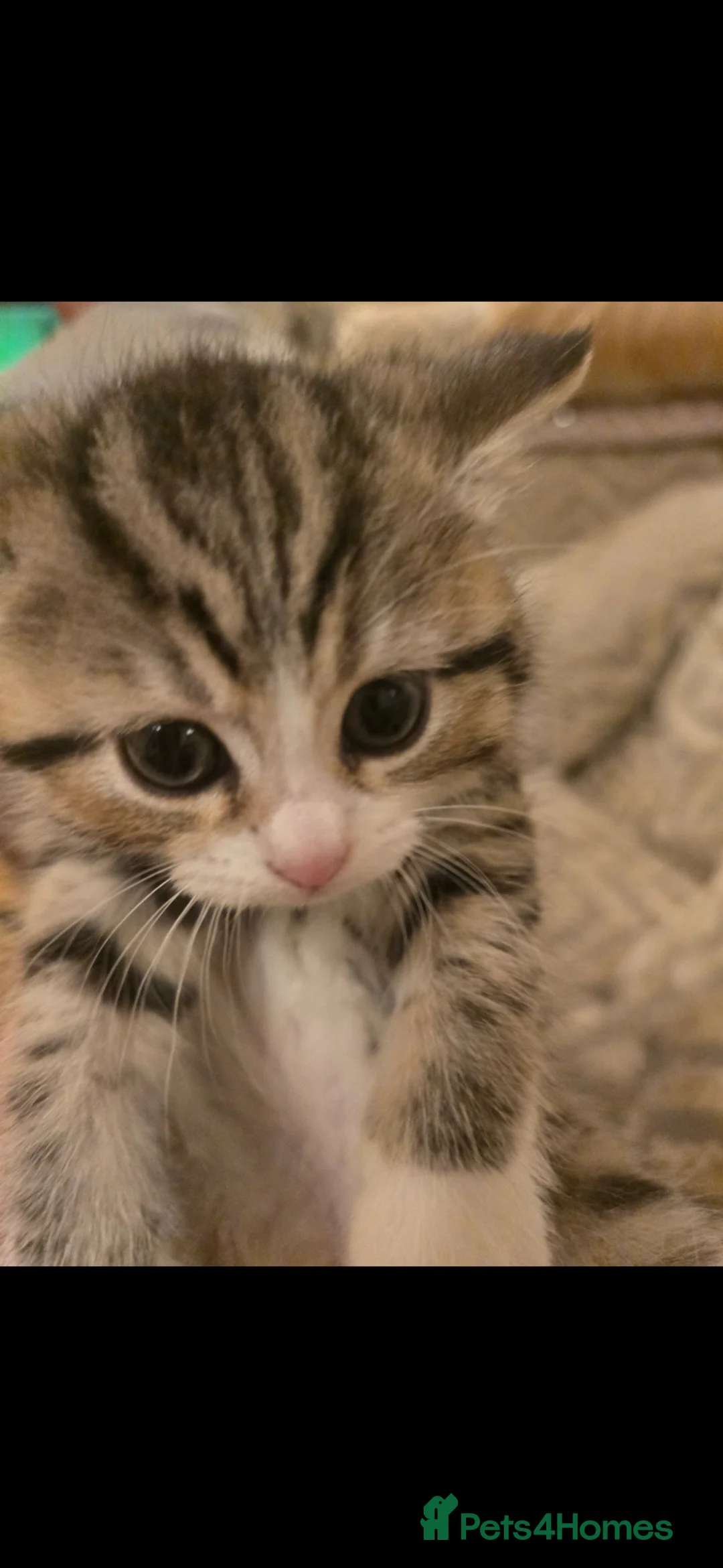 Siberian cats for sale: 3 Cross siberian kittens for sale in Bracknell - Advert 1