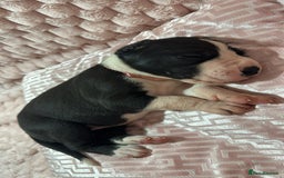Great Dane dogs for sale: Stunning Great Dane Mantle Puppies - Image 2