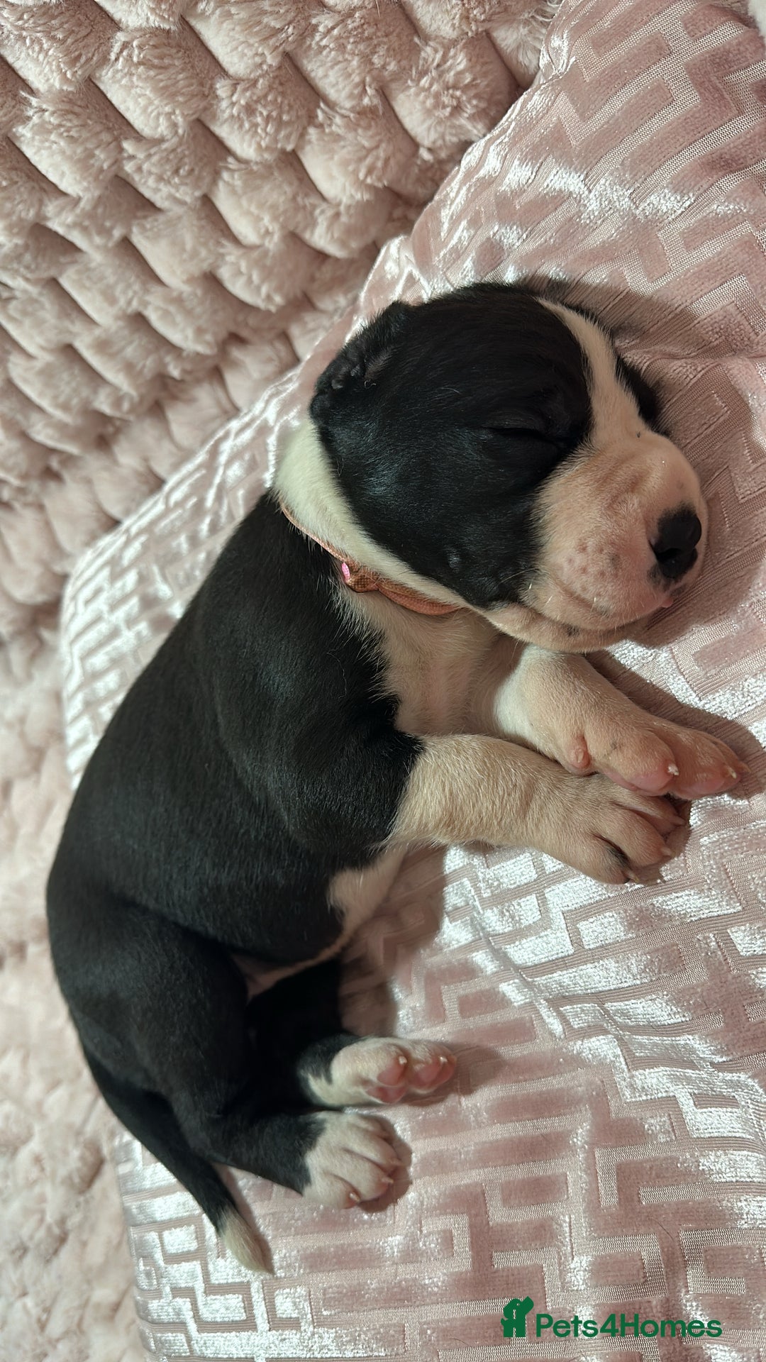 Great Dane dogs for sale: Stunning Great Dane Mantle Puppies - Image 2