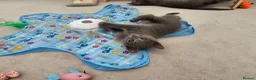 Russian Blue cats for sale: GCCF Registered Russian Blue Kittens in Tredegar - Advert 25