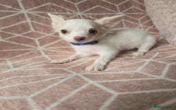 Chihuahua dogs for sale: 3 Handsome (KC) Chihuahua boys left (New photos) - Image 27