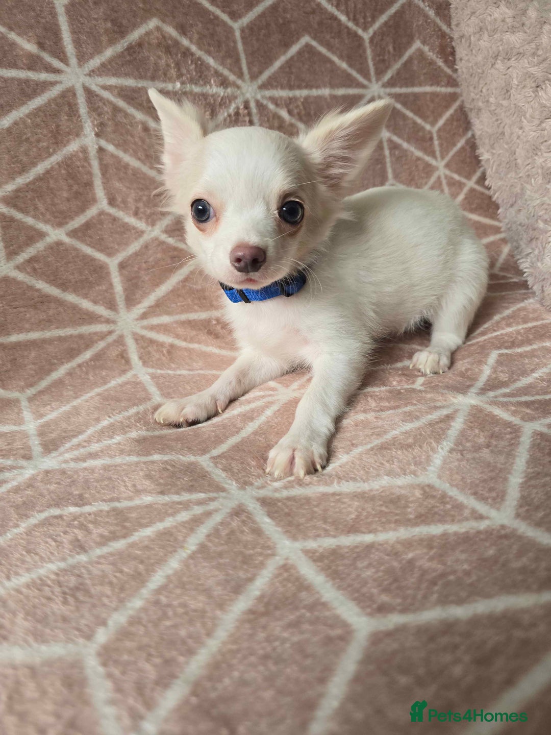 Chihuahua dogs for sale: 3 Handsome (KC) Chihuahua boys left (New photos) - Image 27