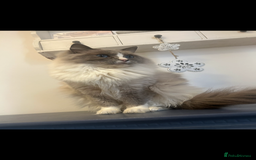 Ragdoll cats for sale: Rag dolls  - Image 1