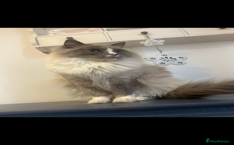 Ragdoll cats - Advert 1