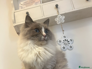 Ragdoll cats - Advert 17