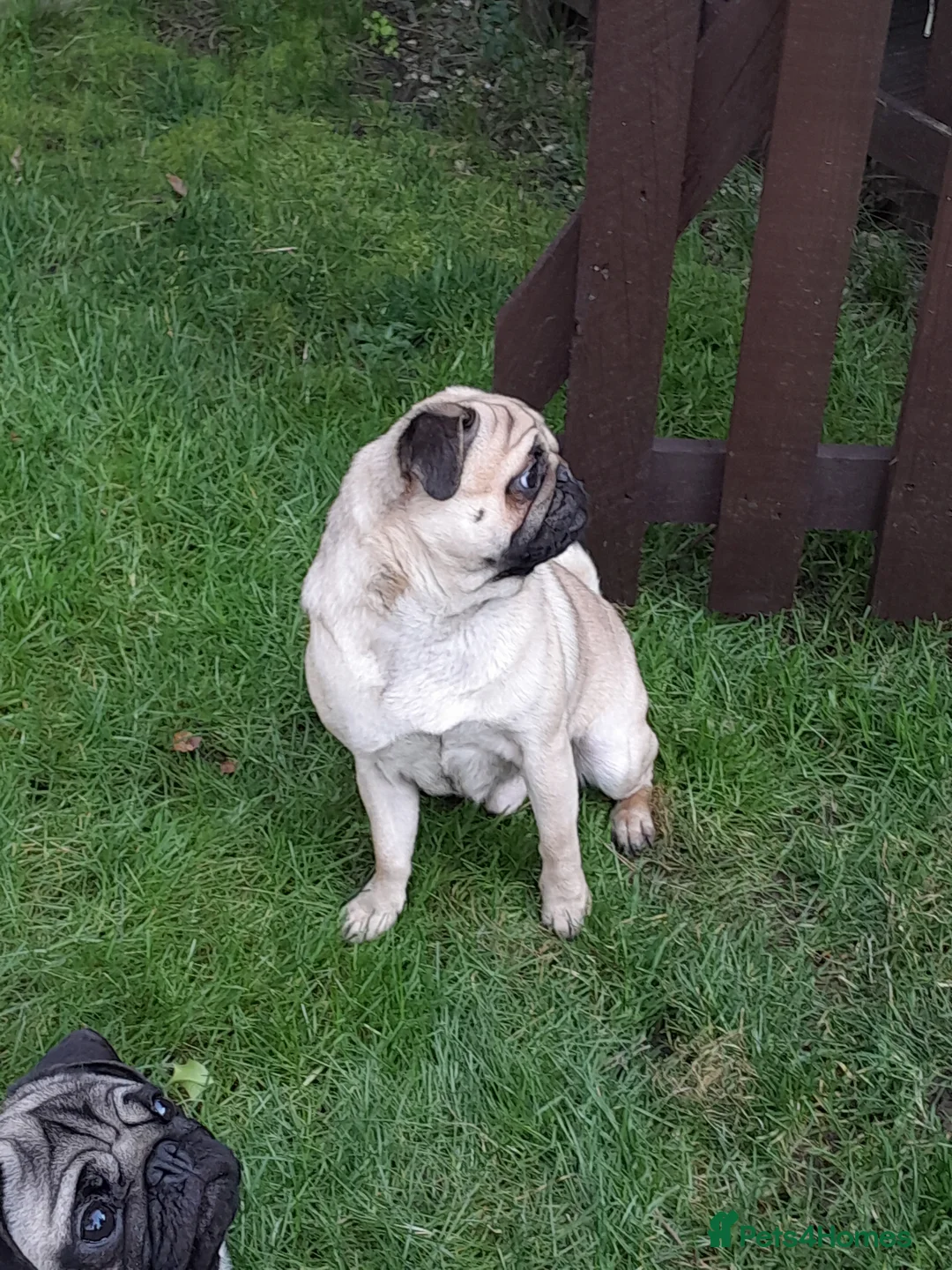 Pug dogs for stud:  Kc reg Stud dog in Waltham Cross - Advert 6