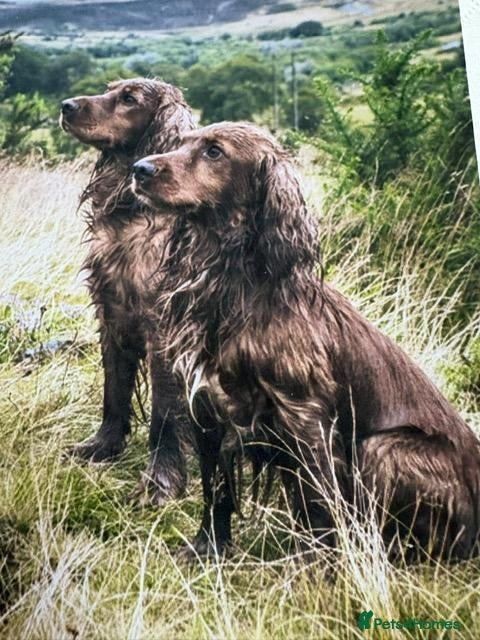 Cocker Spaniel dogs Cocker Spaniels for Sale - Advert 2