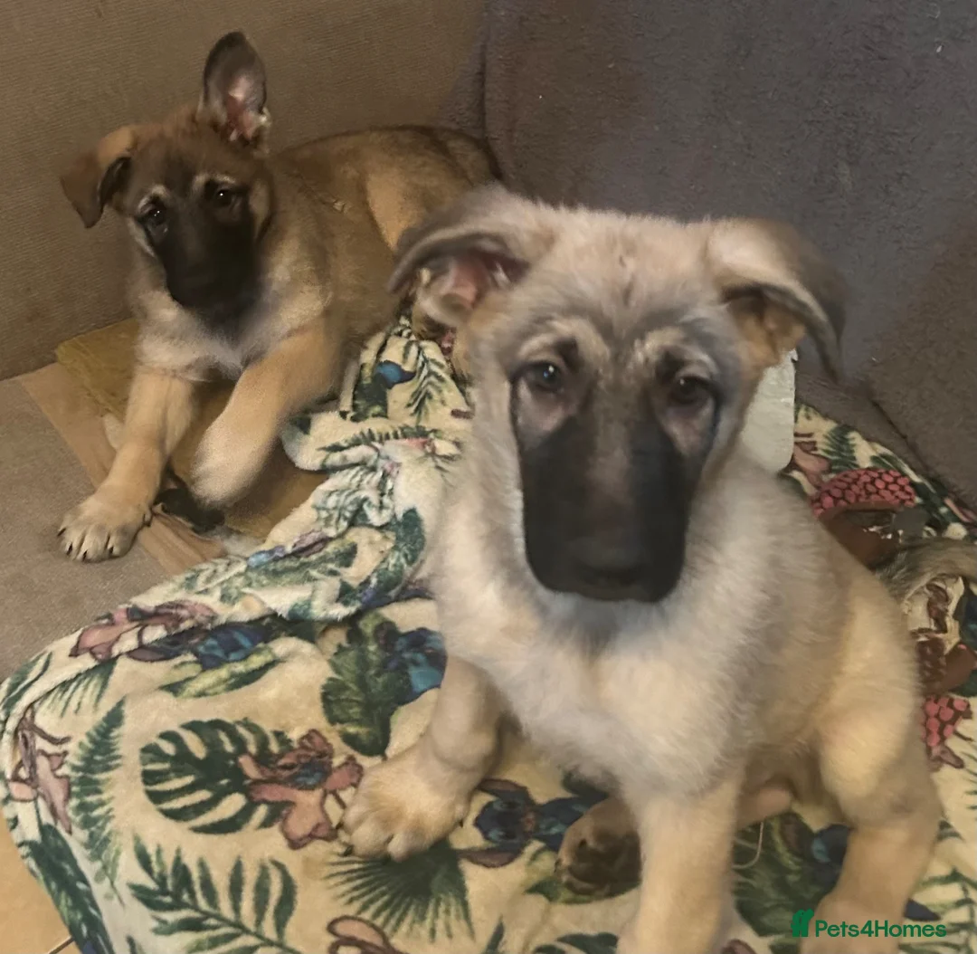 German Shepherd dogs for sale: German Shepherd puppies  - Advert 2