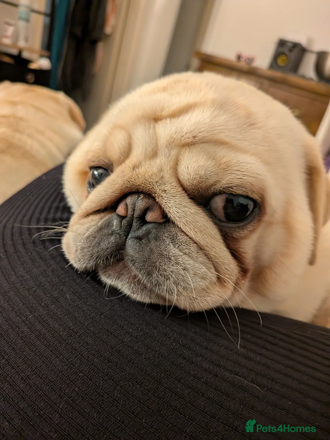 Pug dogs for sale: Pug Mother & Son: Flexible Rehoming, Family Raised - Advert 4