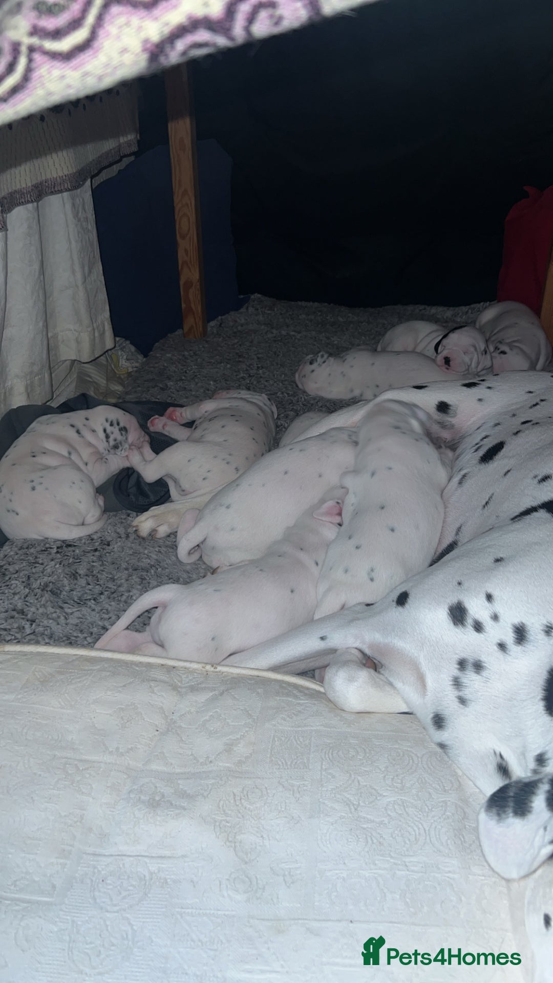 Dalmatian dogs for sale: Beautiful Dalmatian Puppies - Image 10