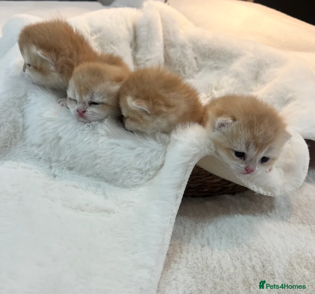 British Shorthair cats for sale: 🏆 Ny12 Golden British Shorthairs 🏆 - Advert 10