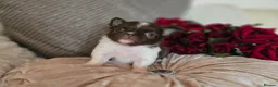 Chihuahua dogs for sale: Xx quality chocolate longcoat chihuahua puppies Xx - Advert 3