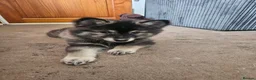 Pomsky dogs for sale: Stunning Pomsky Puppies  in Worthing - Advert 20