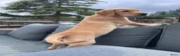 Labrador Retriever dogs for sale: 9 week old Labrador Dog puppy KC Reg  - Advert 2