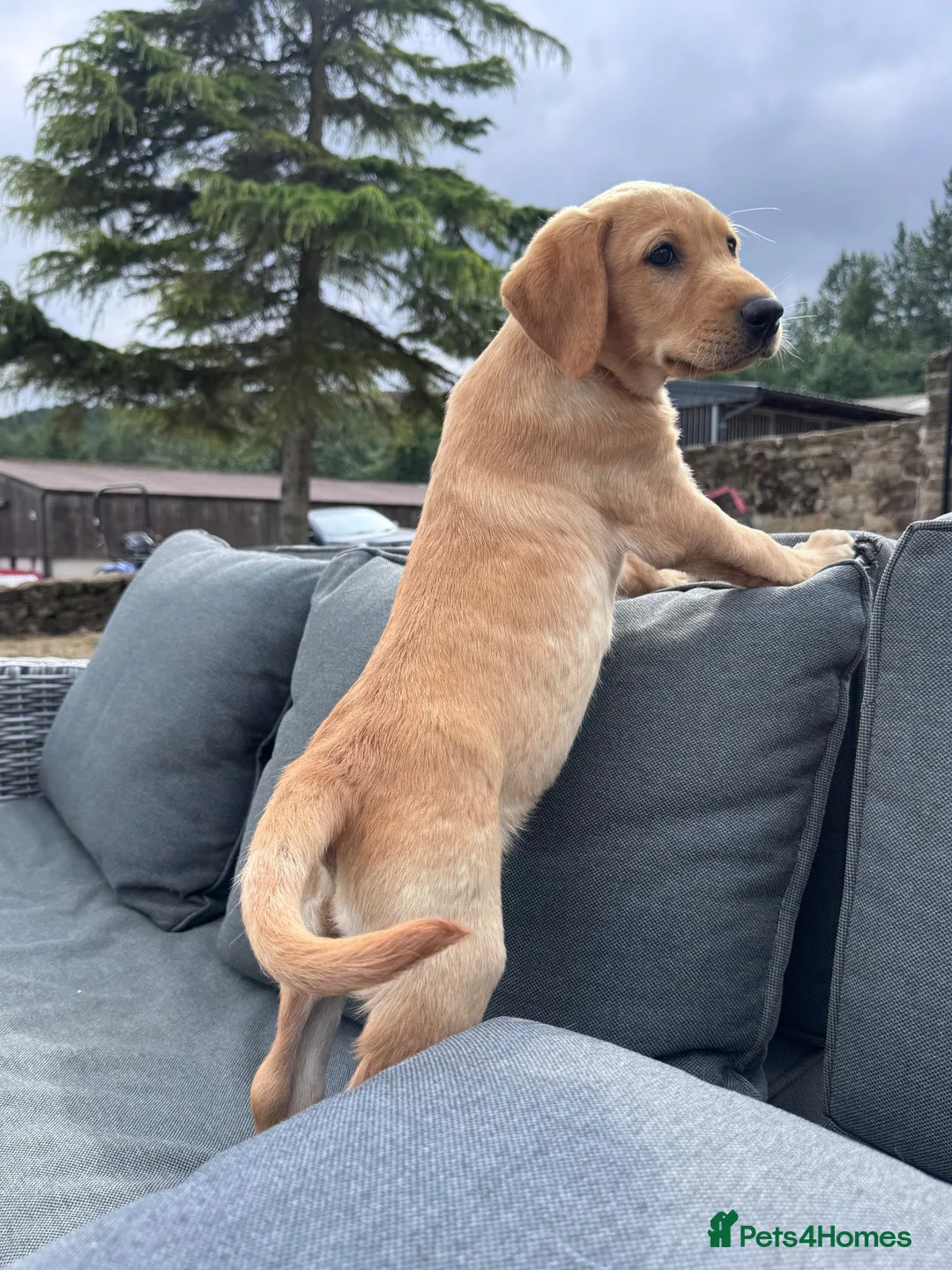 Labrador Retriever dogs for sale: 9 week old Labrador Dog puppy KC Reg  - Advert 2