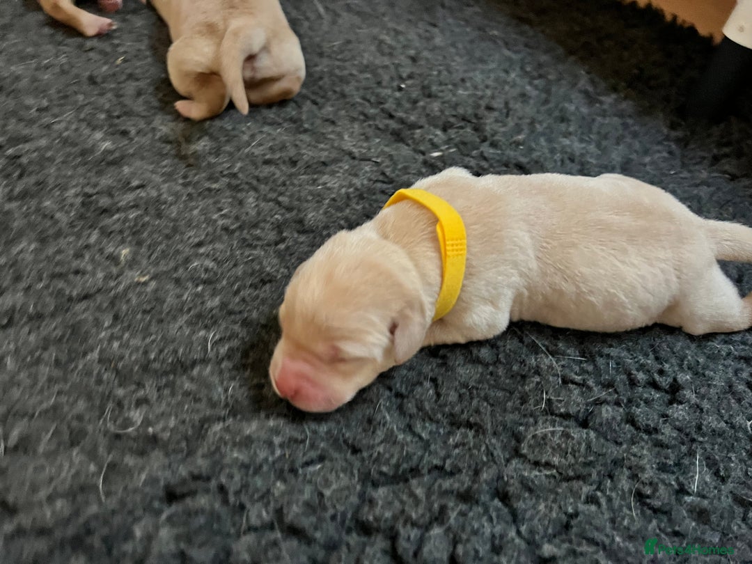 Labrador Retriever dogs for sale: Labrador puppies in Shaftesbury - Image 13