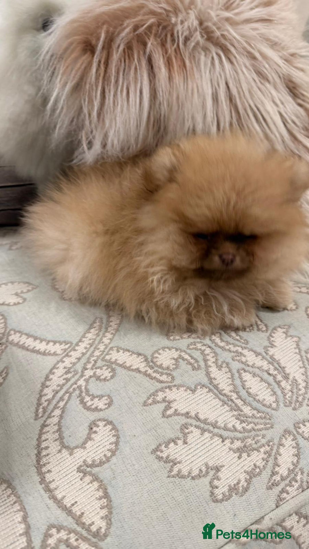 Pomeranian dogs for sale: Stunning littler of KC Pom puppies - Advert 6