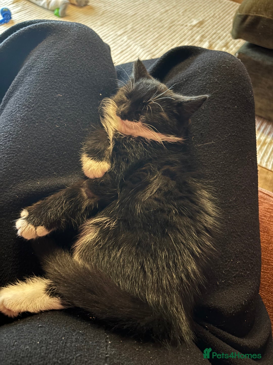 Mixed Breed cats for sale: Cat for sale  - Advert 5