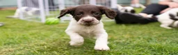English Springer Spaniel dogs for sale: English springer spaniel pups for sale  - Advert 3