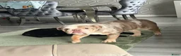 English Bulldog dogs for sale: English bull dog  in Port Glasgow - Advert 3