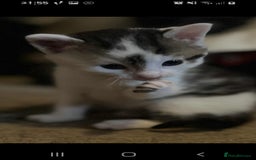 British Longhair cats for sale: 4 beautiful kittens looking for forever homes - Image 4