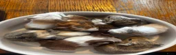 Guinea Pig rodents for sale: Babies ready 2 reserve girls&boys  - Advert 28