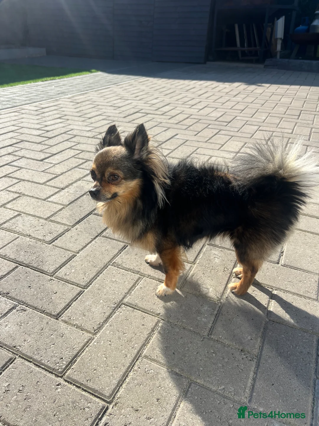 Chihuahua dogs for stud: Boy dog STUD - Advert 2